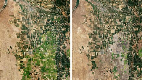Vea una comparación de un área de cultivo de arroz en el Valle de Sacramento que ha perdido casi el 75 por ciento de la producción debido a las severas condiciones de sequía al este de Willows, California.  La imagen de la izquierda muestra verde con producción natural el 4 de septiembre de 2021. La imagen de la derecha es mayormente marrón debido a la sequía y la escasez de agua el 16 de septiembre de 2022. 
