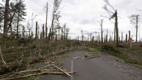 Trees damaged by gale force winds during storm Gabrielle at a commercial pine forest in Tongariro, New Zealand on February 14, 2023.