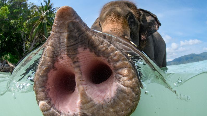 This curious elephant investigated Suliman Alatiqi's underwater camera in Phuket, Thailand.