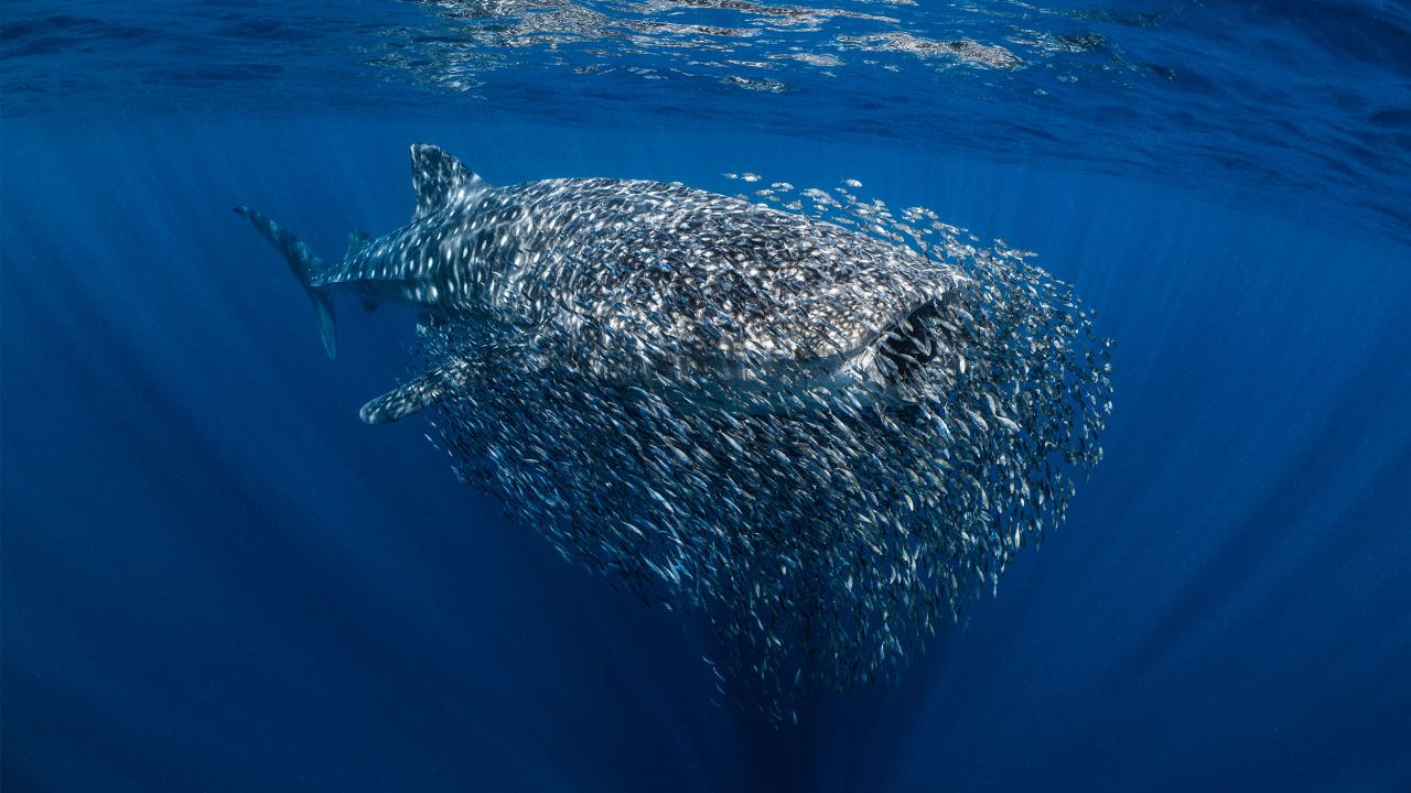 Ollie Clarke's photo of a whale shark turning from a shelter for this school of fish into a hunter was named as the overall runner-up. 