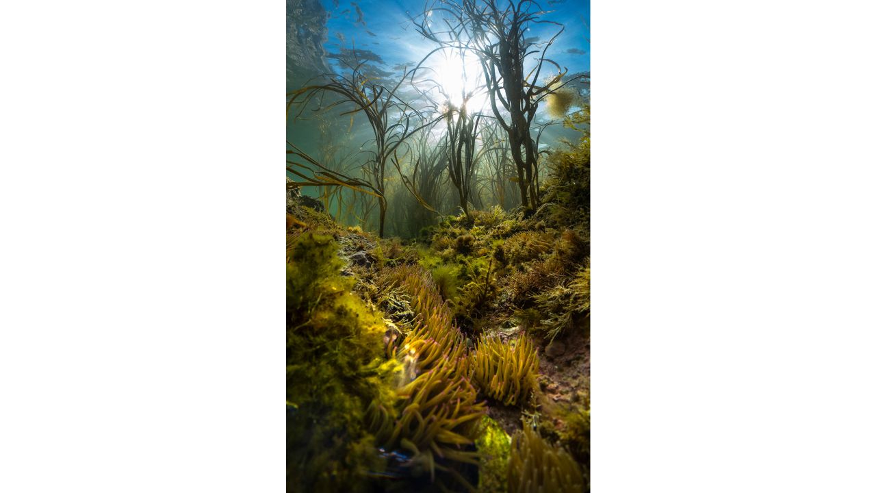 Sunlight beats down through a marine jungle of  Himanthalia algae on the chalk reefs of the Needles Marine Conservation Zone, just off the coast of the Isle of Wight, UK, in this photo captured by Theo Vickers. 
