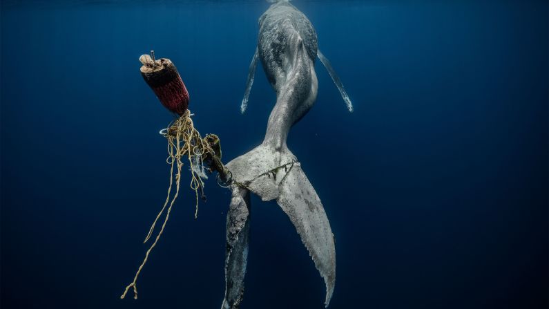 Entangled in ropes and a buoy, the tail of this humpback whale has been rendered useless. The devastating image was captured by Alvaro Herrero in Baja California, Mexico. 