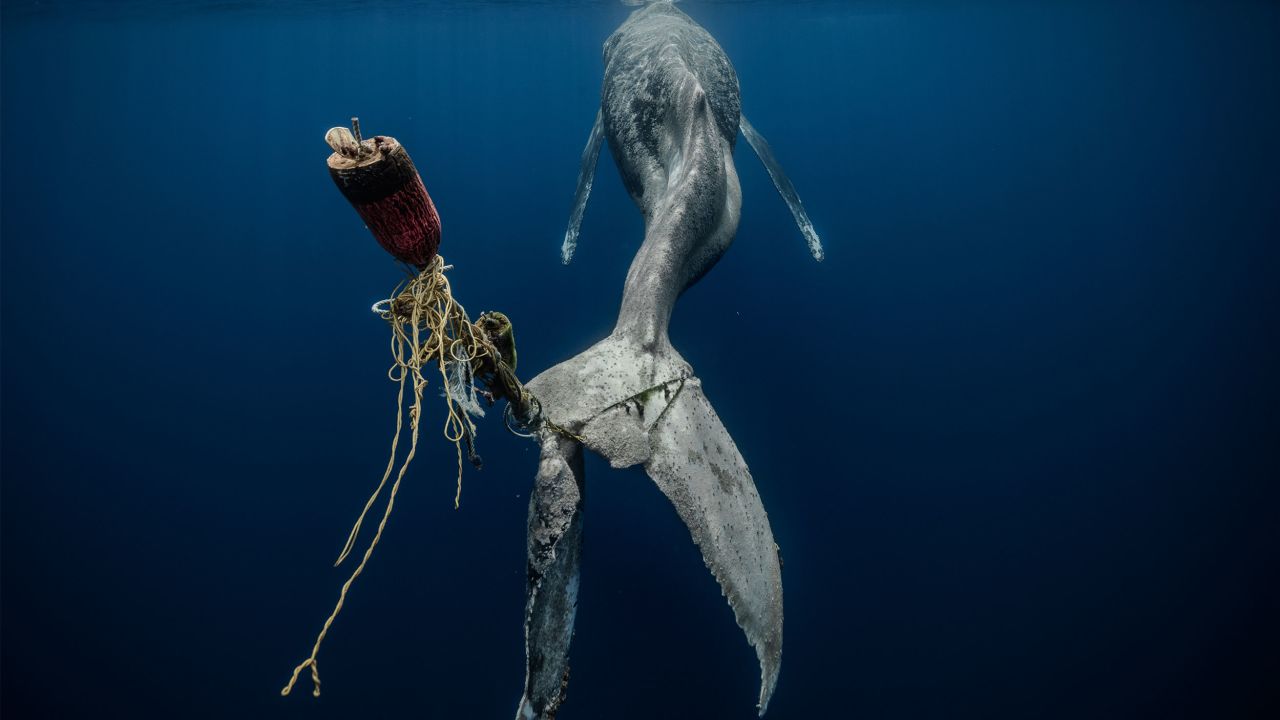 Entangled in ropes and a buoy, the tail of this humpback whale has been rendered useless. The devastating image was captured by Alvaro Herrero in Baja California, Mexico. 