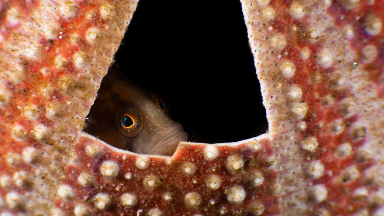 A small butterfish takes refuge in a sea urchin's shell in this photo taken by Malcolm Nimmo in Loch Duich, Scotland.