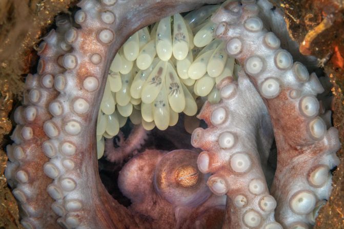 This image of a protective Caribbean reef octopus guarding her eggs in West Palm Beach, Florida won the Best in Show overall. According to Ocean Art, photographer Kat Zhou spent three weeks trying to get the best angle.
