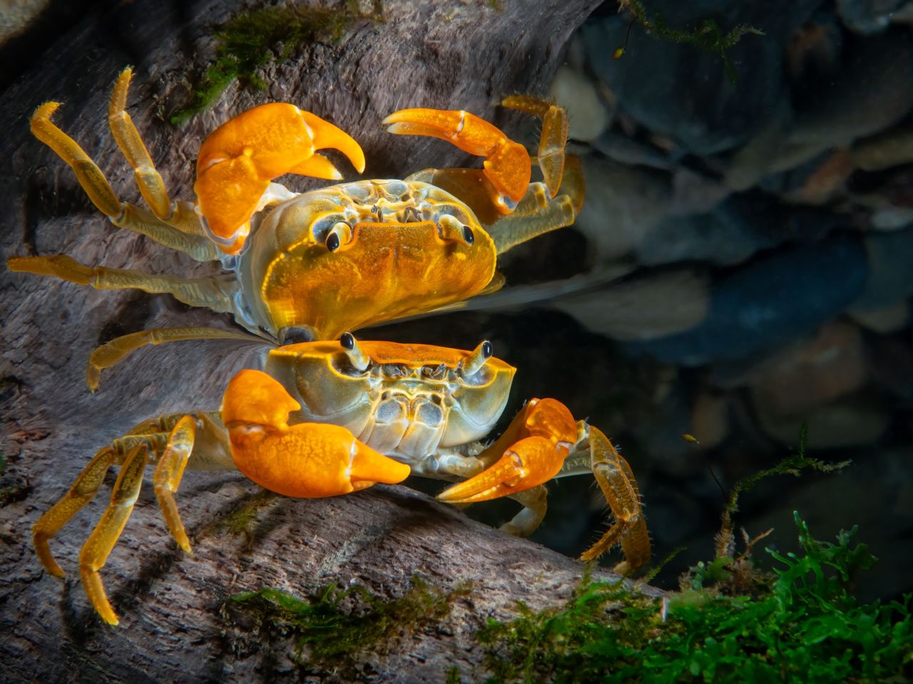 In Pinglin, Taiwan, this crab found itself seeing double -- and won photographer Kuo-Wei Kao first place in the Portrait category. The photographer told Ocean Art that it took many attempts to capture the "perfect reflection."