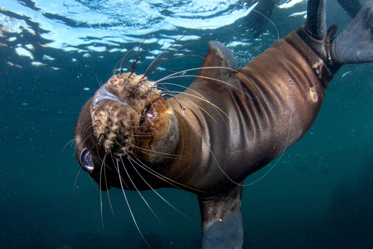 With categories such as Underwater Conservation, the competition also highlights the difficulties facing our oceans -- like this California sea lion pup in Mexico with a fishhook stuck in the corner of its mouth. "At the least, his story can be a message of the impact of humans on the inhabitants of our ocean," said photographer Celia Kujala.