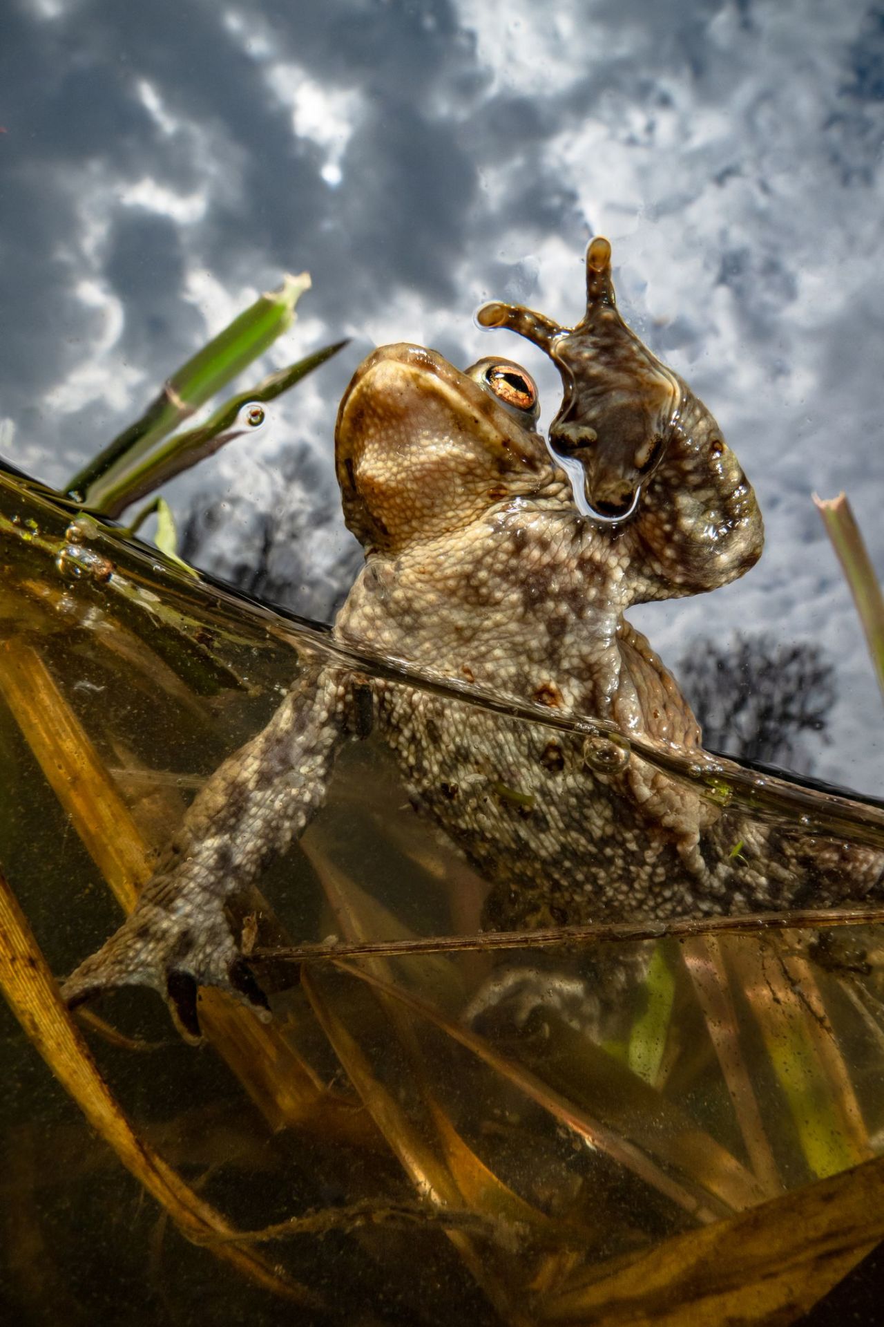 Winning first prize in the Compact Wide Angle category, Enrico Somogyi's photo gets up close and personal with a toad in Leipzig, Germany, during mating season. "It lasts only a few days," the photographer told Ocean Art, "and only at this time is it possible to get very close to them."