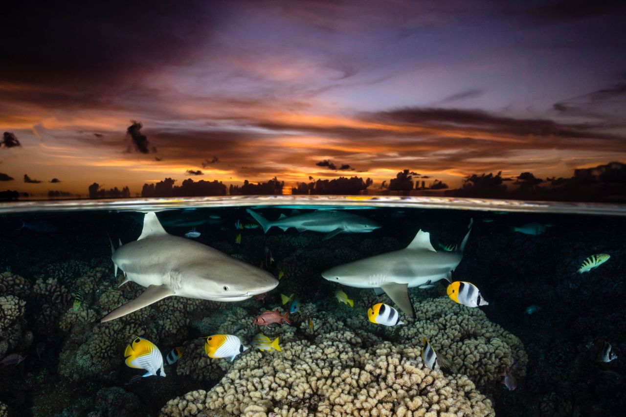 Renee Capozzola's photo shows an over-under image of South Fakarava, a remote atoll in French Polynesia. As this area has strong legal protection, there is a thriving ecosystem, featuring a variety of species. This photograph took first place in the Wide Angle category for 2022.