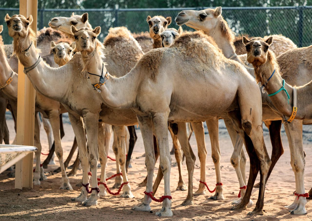 In 2009, Wani successfully cloned the world's first camel. He named her Injaz, the Arabic word for "achievement." Now, the Reproductive Biotechnology Centre produce dozens of cloned calves each year. Pictured: Dromedary camel clones.