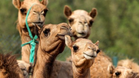 Why camel cloning is massive enterprise in Dubai
