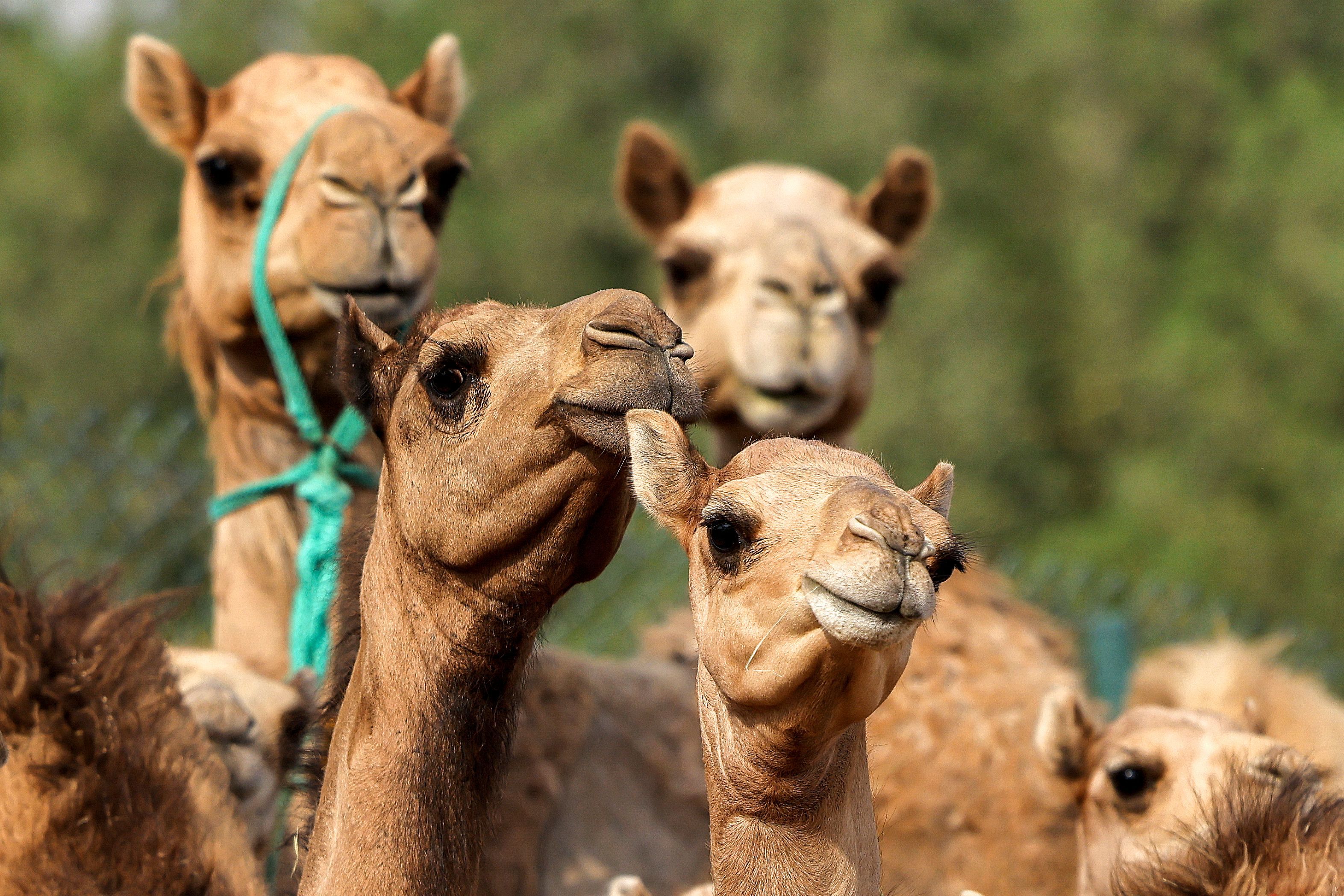Why camel cloning is big business in Dubai | CNN