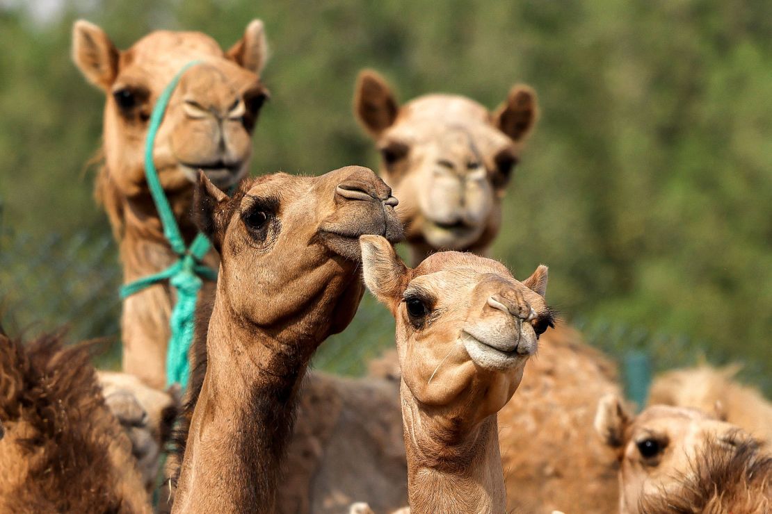 Cloned camel calves at the Reproductive Biotechnology Center in Dubai. 