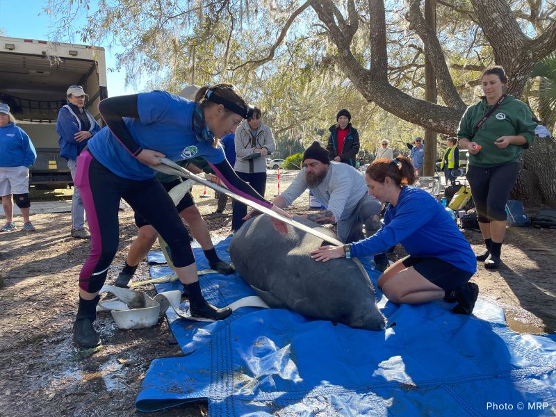 Florida Rescue Releases Record 12 Manatees Into The Wild | CNN