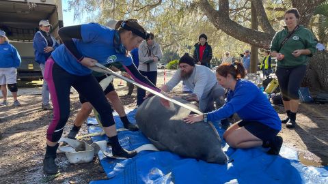 Wildlife rehabilitators prepare to release a manatee into Florida's Blue Spring State Park on Monday, February 13.