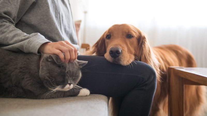 NextImg:How has inflation affected your ability to care for your pet? | CNN Business