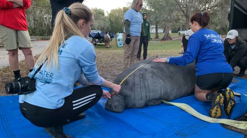 A total of 12 manatees, many of them rescued as orphaned calves, were released into the wild on Monday.