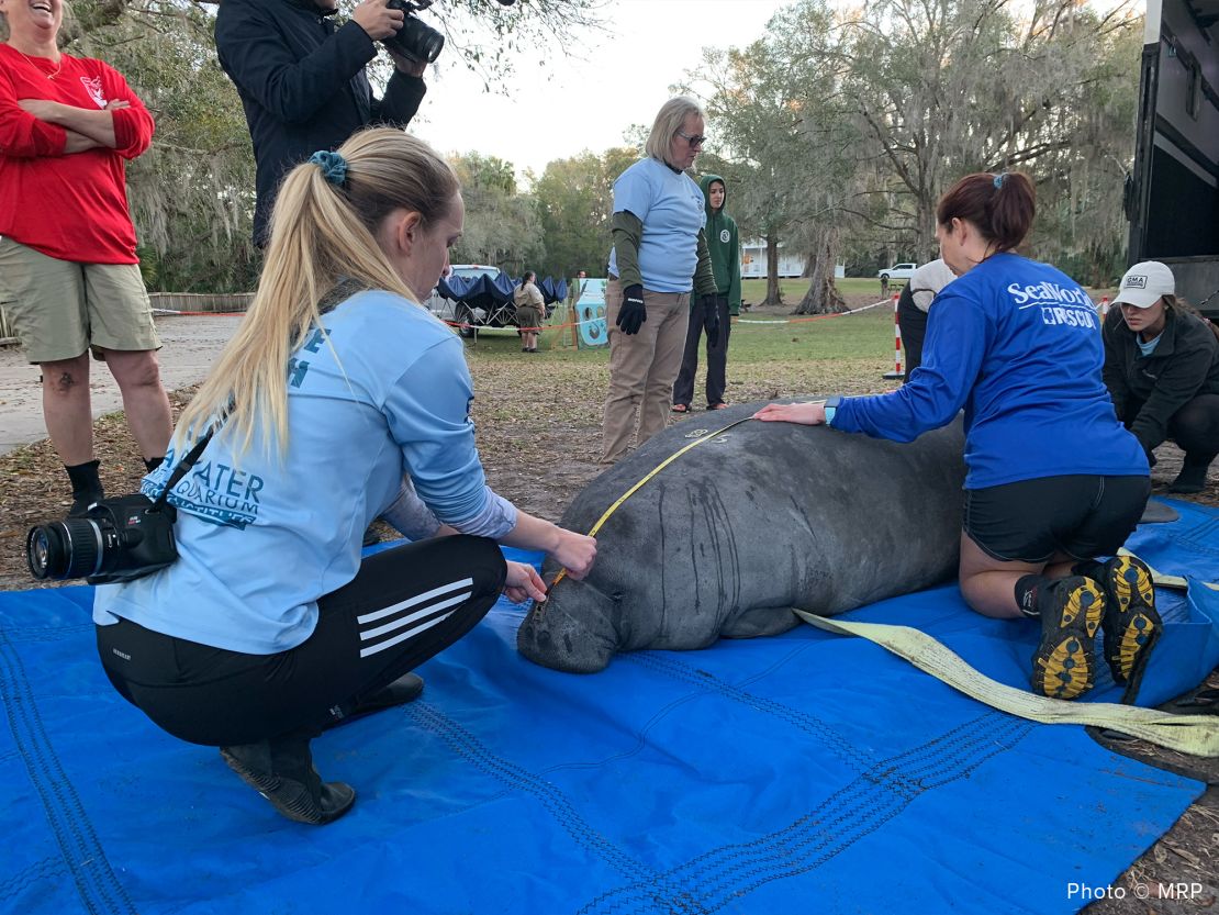 A total of 12 manatees, many of them rescued as orphaned calves, were released into the wild on Monday.