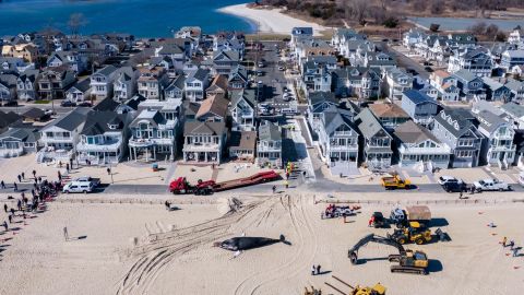 A humpback whale was struck by a ship and washed ashore in New Jersey