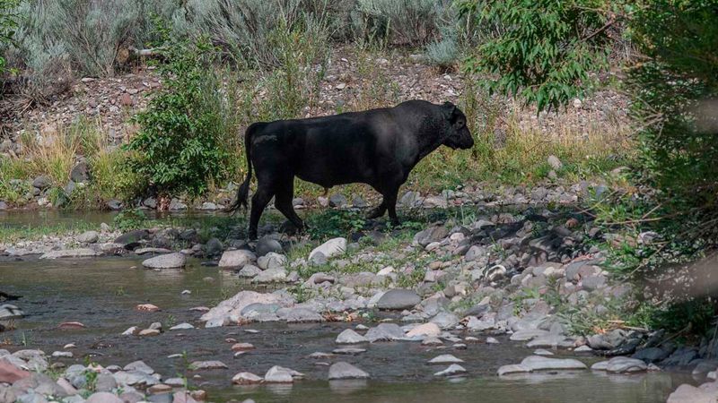 Feral cows in New Mexico’s Gila Wilderness will be shot from air, US Forest Service says | CNN