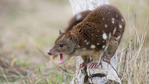Male northern quolls are so focused on mating that scientists believe they die of exhaustion.