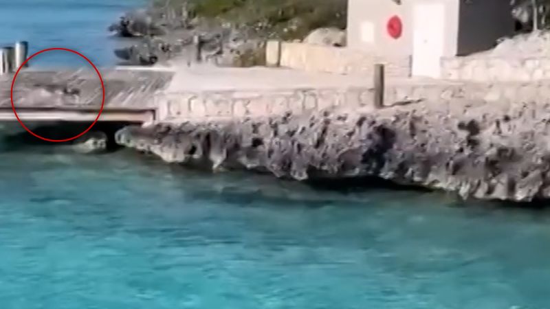 Brave or lucky? See the moment a dog took on a hammerhead shark | CNN Brave or lucky? See the moment a dog took on a hammerhead shark | CNN