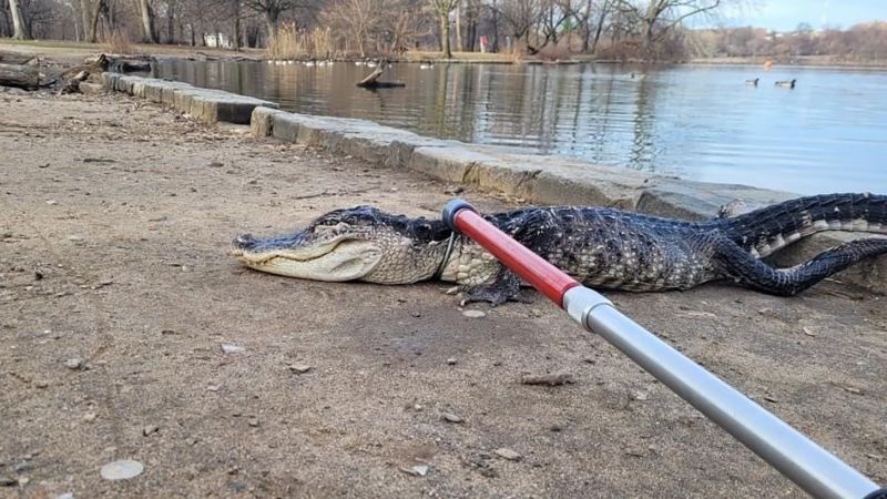 Scaly Surprise: Park workers rescue alligator in Brooklyn park | CNN
