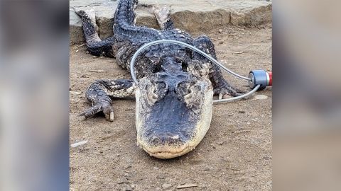 02 alligator brooklyn park