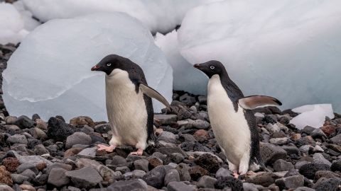 Adelie penguins on Paulet Island in the Weddell Sea, near the tip of the Antarctic Peninsula.