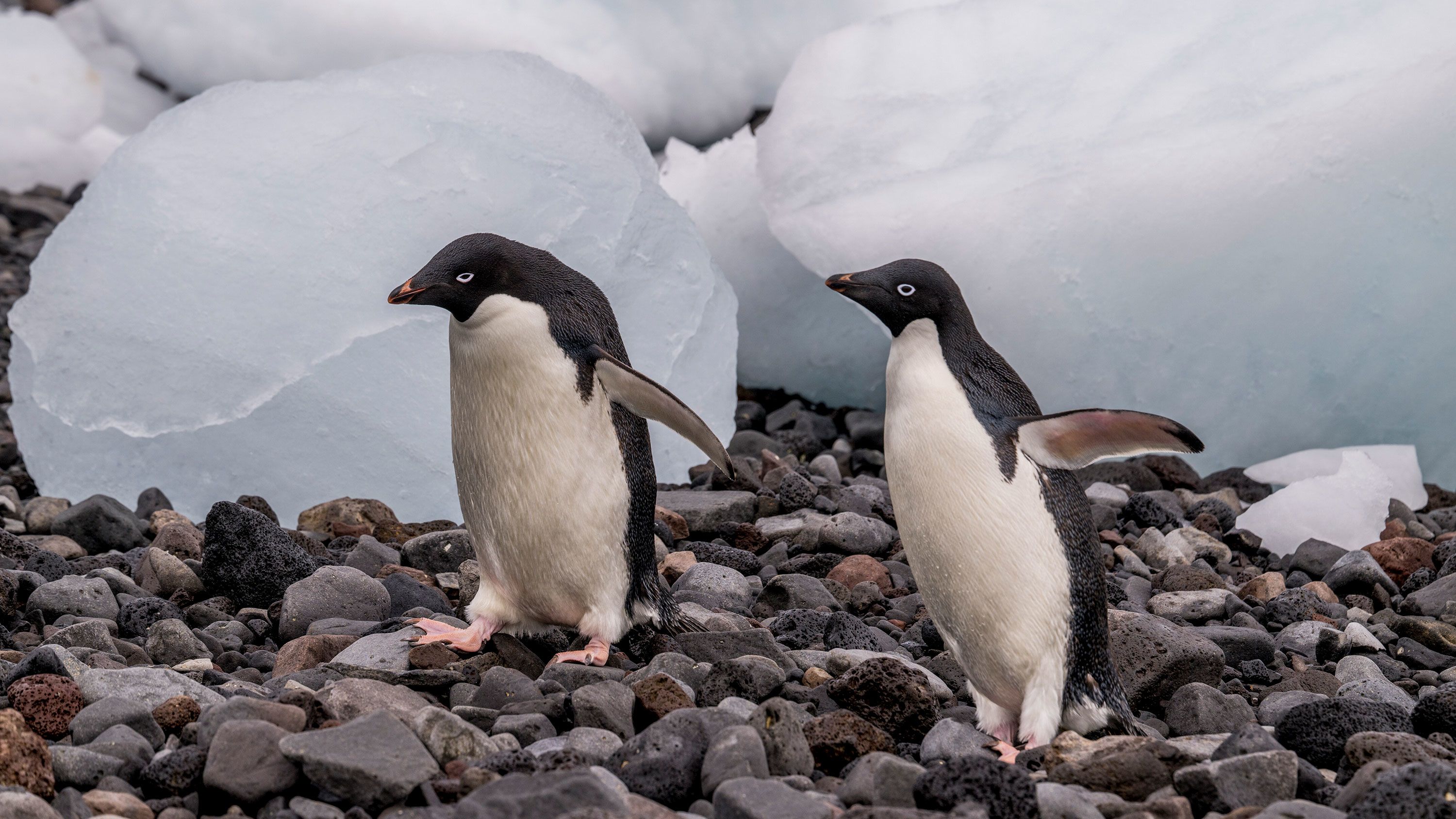 OHIO study finds recent growth and sudden declines in Antarctic sea ice to  be unique changes since early 20th century