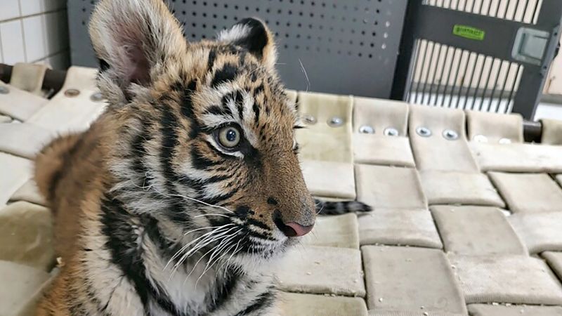 Bengal tiger cub recovered by police during shooting investigation finds new home at Colorado animal sanctuary | CNN