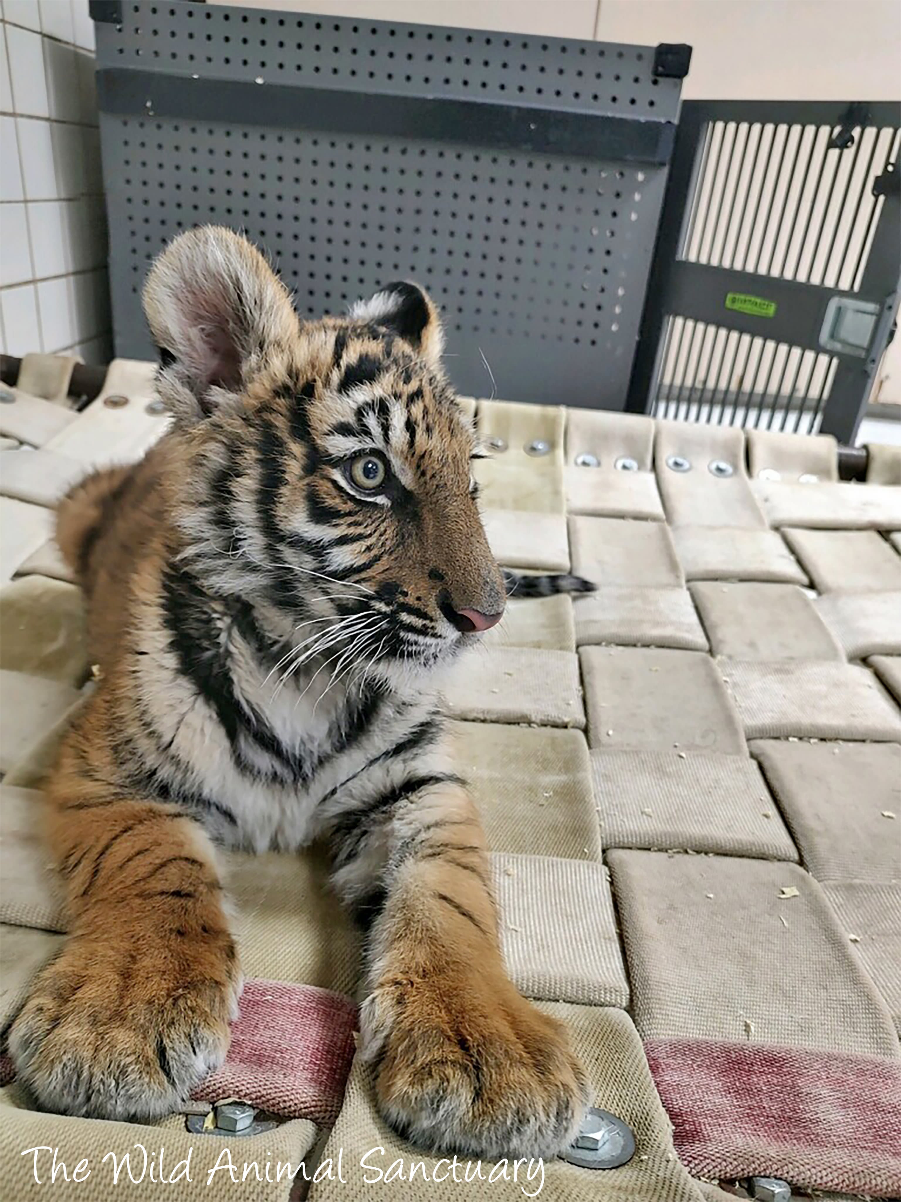 Bengal tiger cub recovered by police during shooting investigation finds  new home at Colorado animal sanctuary