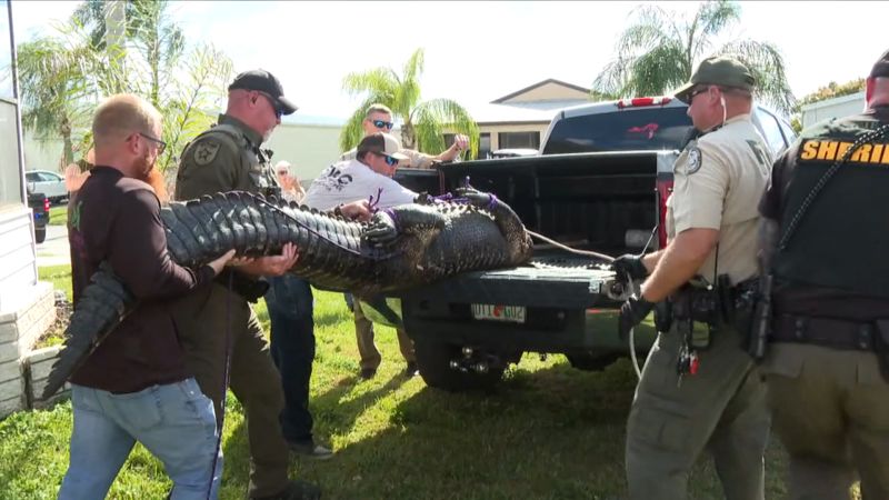 85-year-old woman killed after incident with alligator in St. Lucie, Florida | CNN