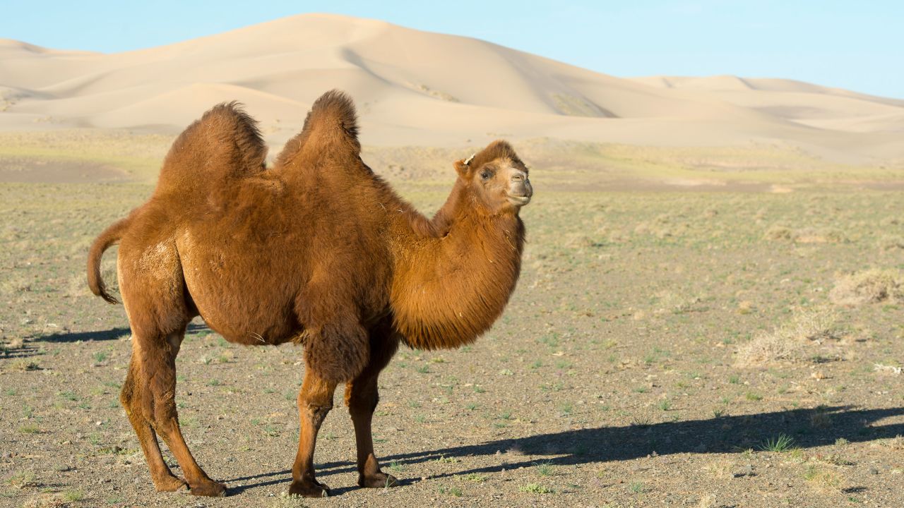 In the future, Wani hopes to employ the cloning technique to preserve critically endangered species, such as wild Bactrian camels.