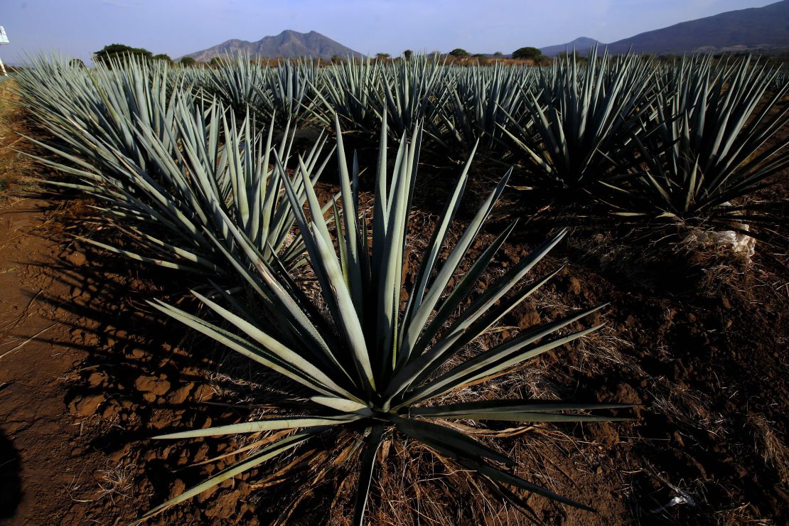 Agave plants on the outskirts of the municipality of Tequila, in the state of Jalisco, Mexico, in 2019.