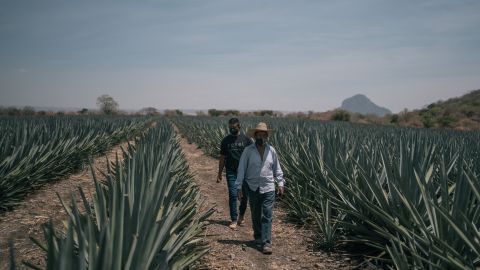 عمال يسيرون في حقول بلو ويبر للأغاف في جوناكاتيبيك ، ولاية موريلوس ، المكسيك ، في عام 2021.