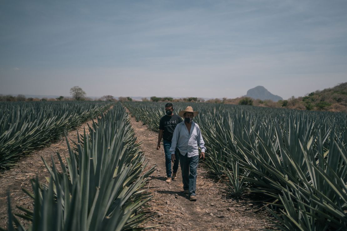 Workers walk through Blue Weber agave fields in Jonacatepec, Morelos state, Mexico, in 2021.
