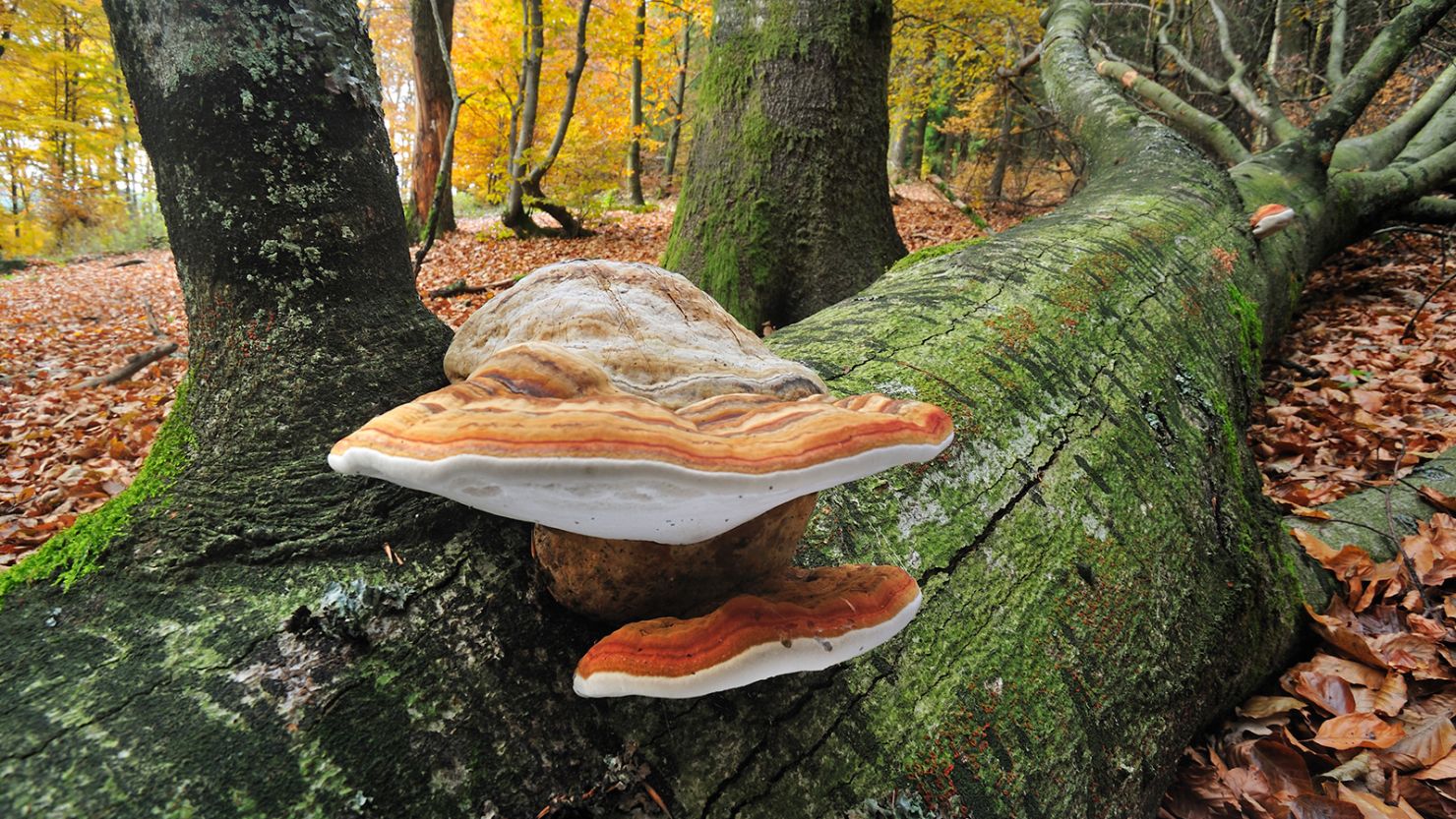 Fomes fomentarius, sometimes called tinder or hoof fungus, is shown on a fallen tree trunk in Belgium.  