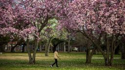 A woman walks through blooming cherry blossom trees at Lafayette Park in Norfolk on Tuesday, Feb. 21, 2023. (Kendall Warner /The Virginian-Pilot via AP)