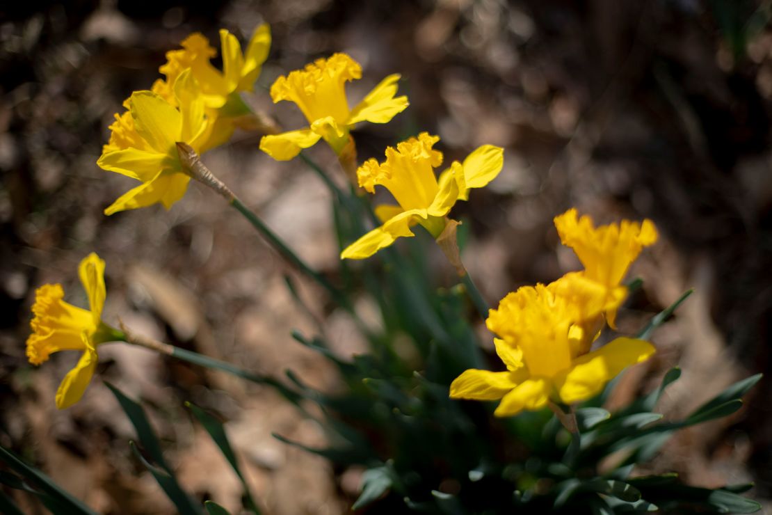 Daffodils bloom in Norfolk, Virginia, on Tuesday.