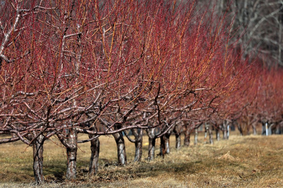 Dead or dying peach trees at Carlson Orchards in Massachusetts. Temperatures dropped below freezing in recent weeks, after abnormal warmth in January, threatening the crop. 