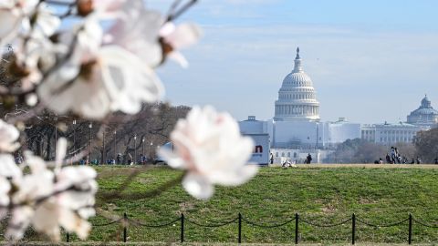 In some warmer parts of DC, the cherry trees are already blossoming. Temperatures around the Tidal Basin are usually a bit colder than the rest of the capital.