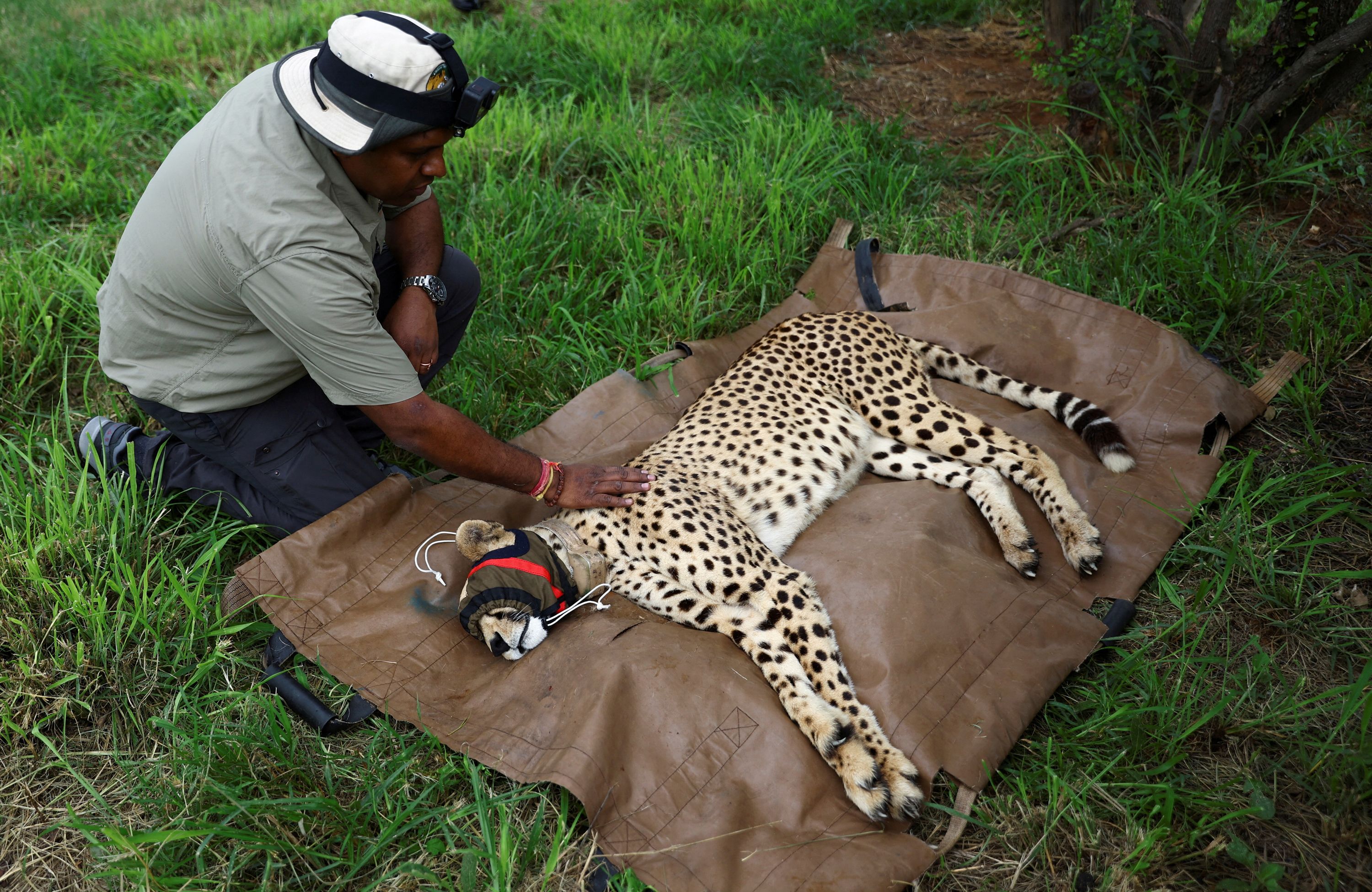 Conservationist inspects a sedated cheetah before it and others were flown from South Africa to India.