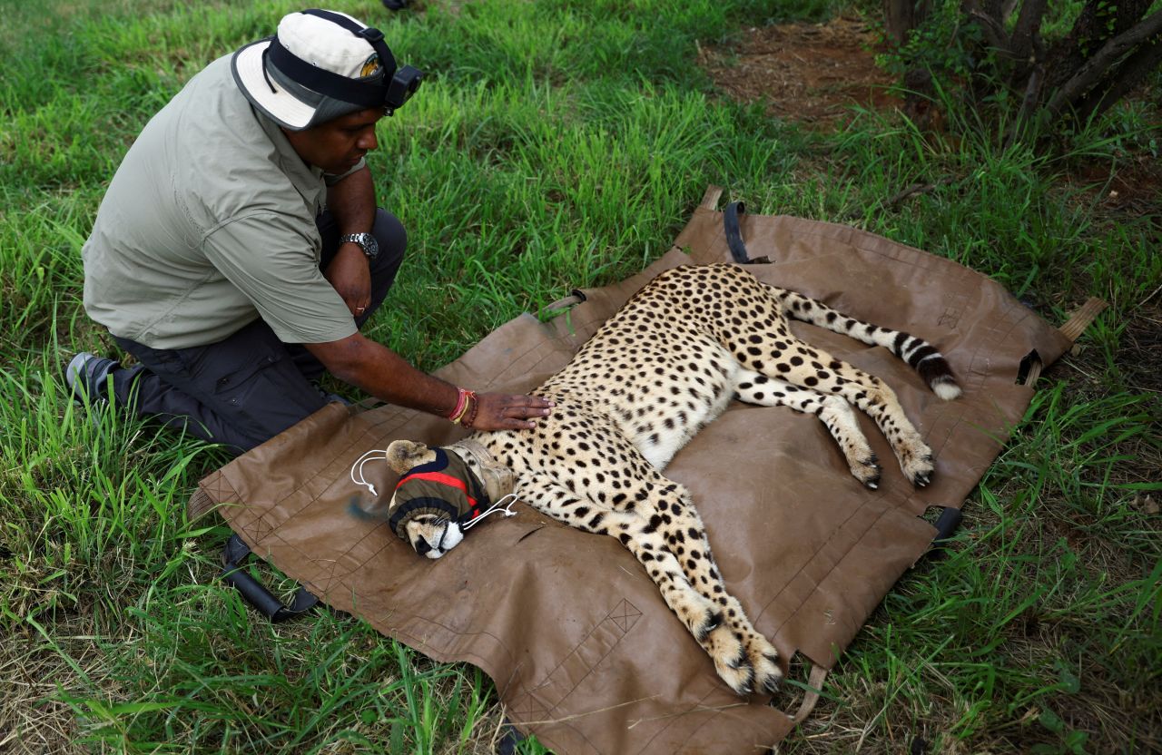 //www.cnn.com/2023/02/18/world/cheetahs-india-from-namibia-extinction-scli-intl/index.html" target="_blank">were flown from South Africa to India</a> under an agreement between the two countries. The 12 cheetahs are part of efforts to revive the species after decades of extinction in India.