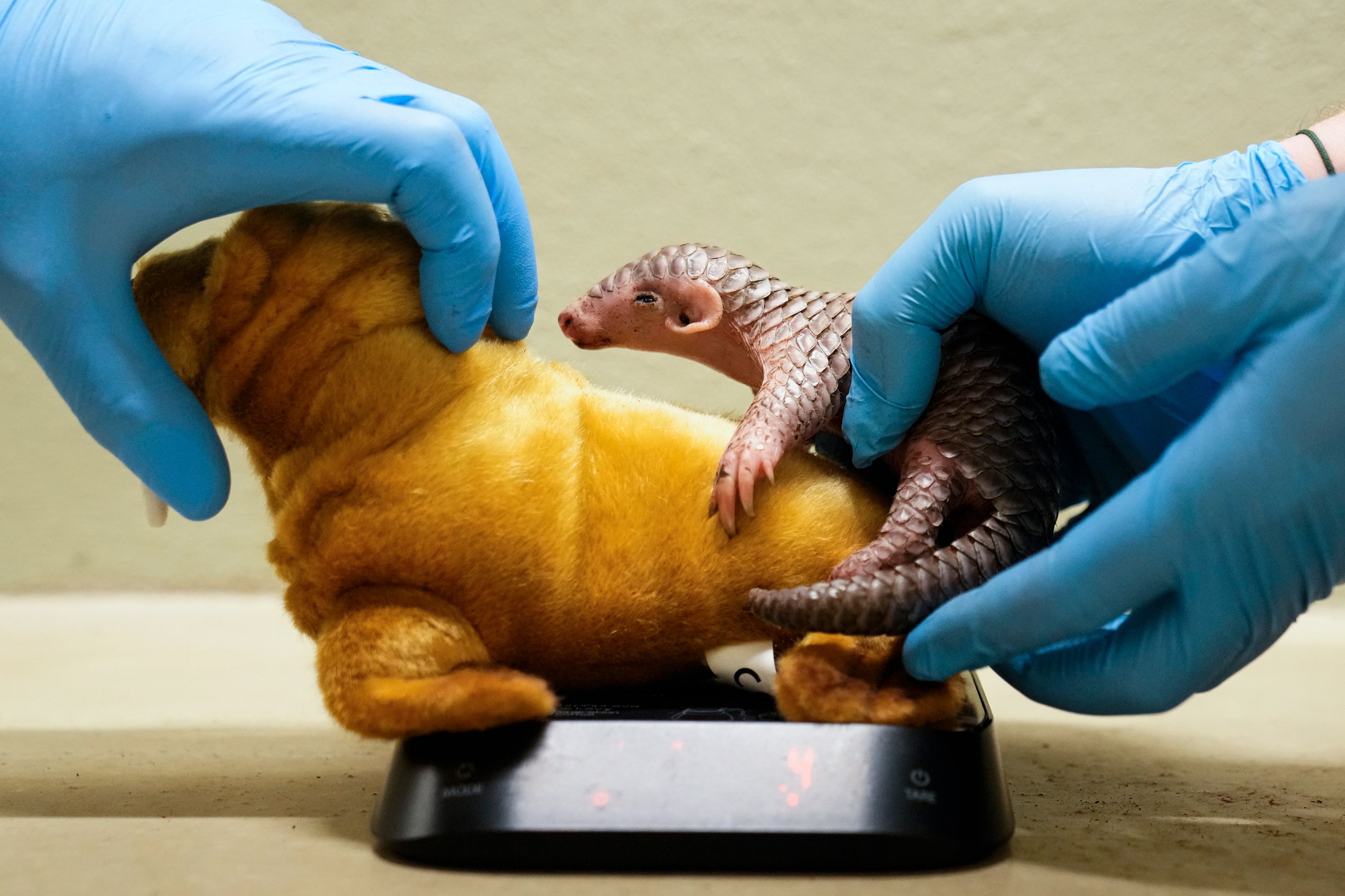 A baby Chinese pangolin is weighed at the Prague Zoo.