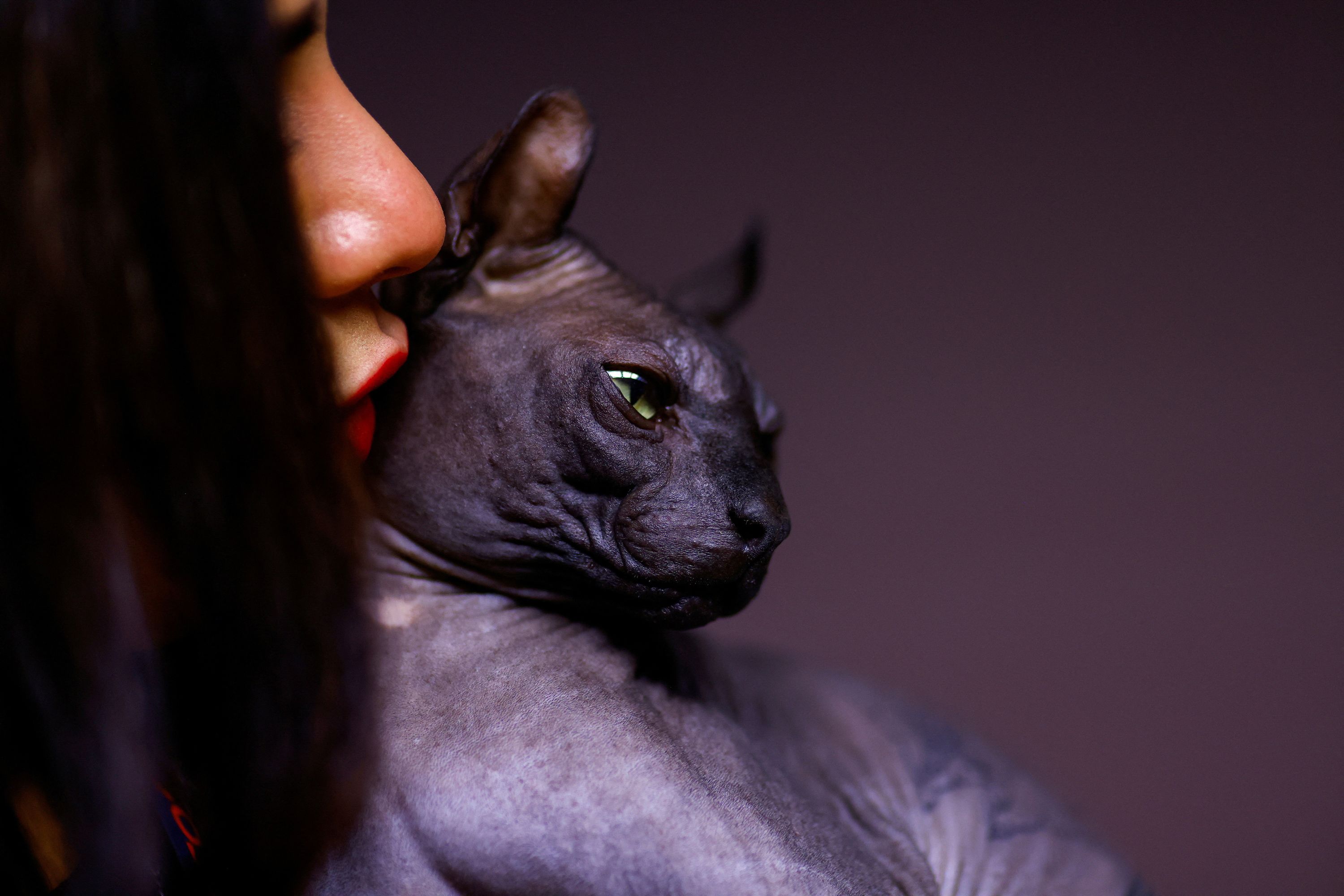 Veterinary doctor shows a rescued Sphynx cat in Mexico.