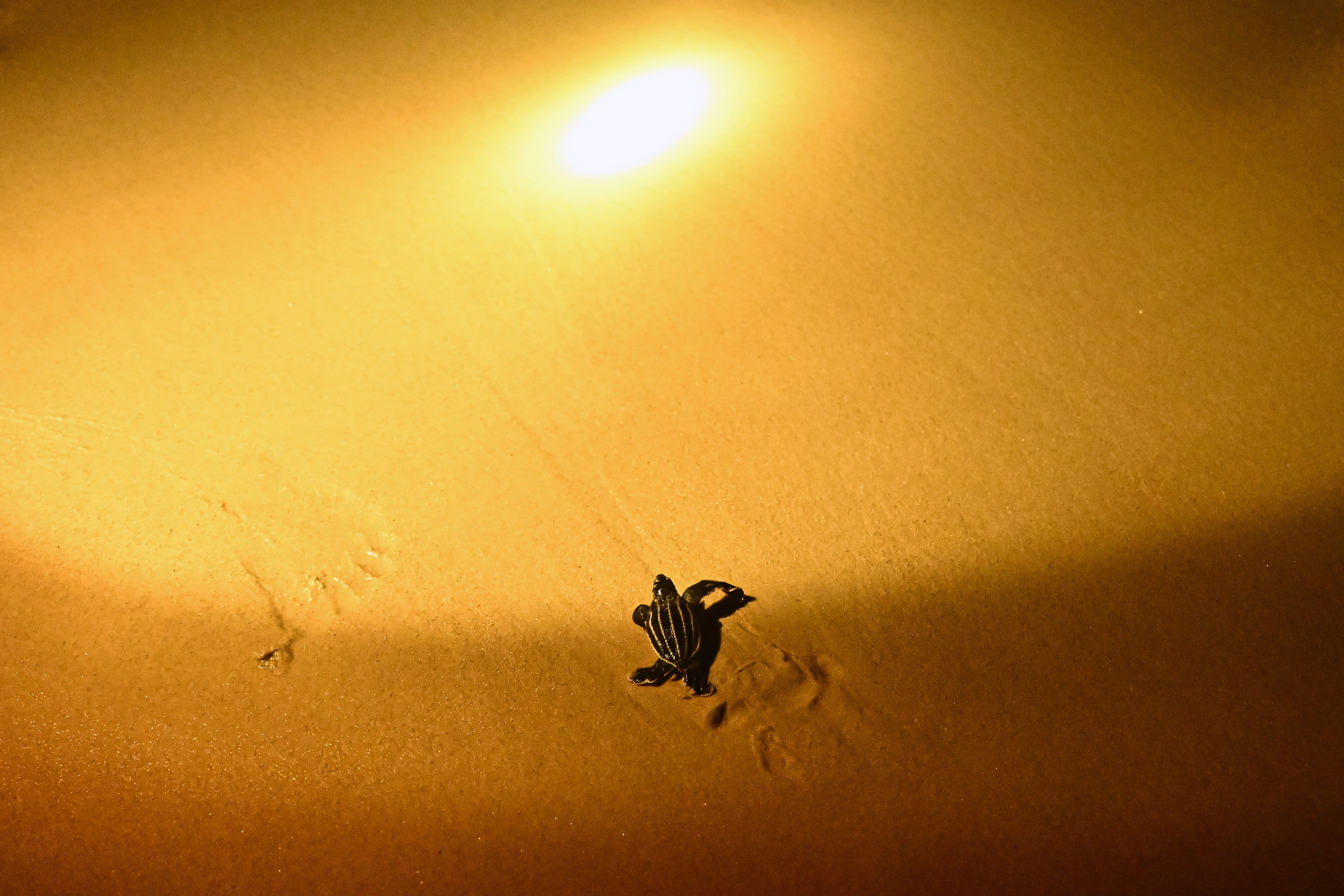 A young leatherback turtle makes its way to the sea in Thailand.