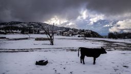 Yucaipa, CA - February 23:  A cow stands alone in a snow-covered pasture in Yucaipa  Thursday, Feb. 23, 2023. The National Weather Service issued its first-ever blizzard warning for the San Bernardino County mountains, following a similar warning for Los Angeles and Ventura counties. Southern California has only gotten a taste of the powerful winter storm system that forecasters say will bring an extended period of cold temperatures, high winds and snow, prompting the regions first blizzard warning on record. (Allen J. Schaben / Los Angeles Times via Getty Images)