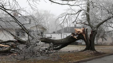 Se ven ramas de árboles cubiertas de nieve en el suelo después de una tormenta de nieve helada en Ypsilanti, Michigan, el jueves. 