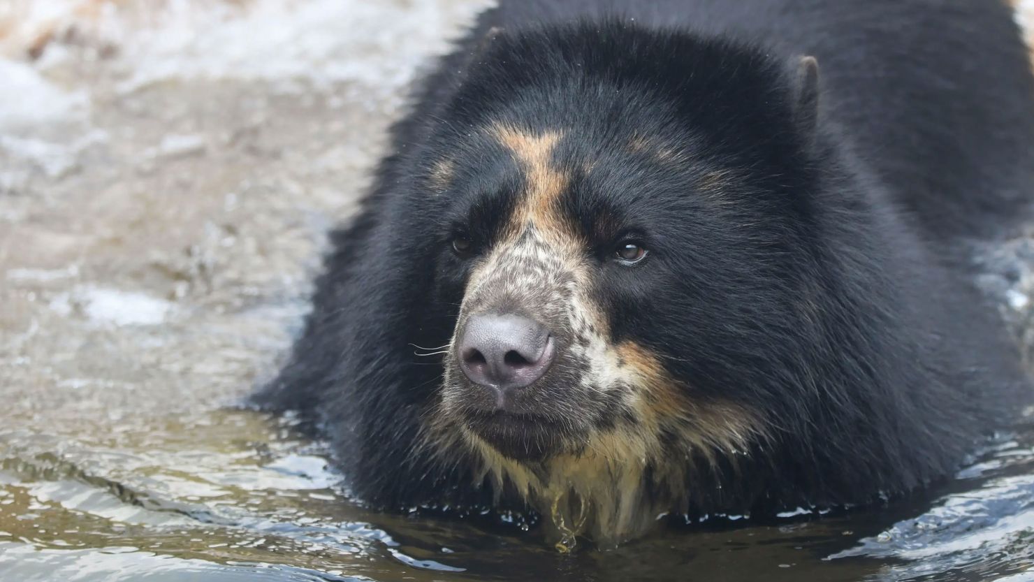Andean bear breaks out of enclosure at St. Louis zoo again CNN